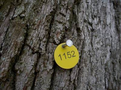 Alle Bäume entlang der Fürstenallee tragen Identifikationsnummern und sind kartiert. - Alle Bäume entlang der Fürstenallee tragen Identifikationsnummern und sind kartiert.